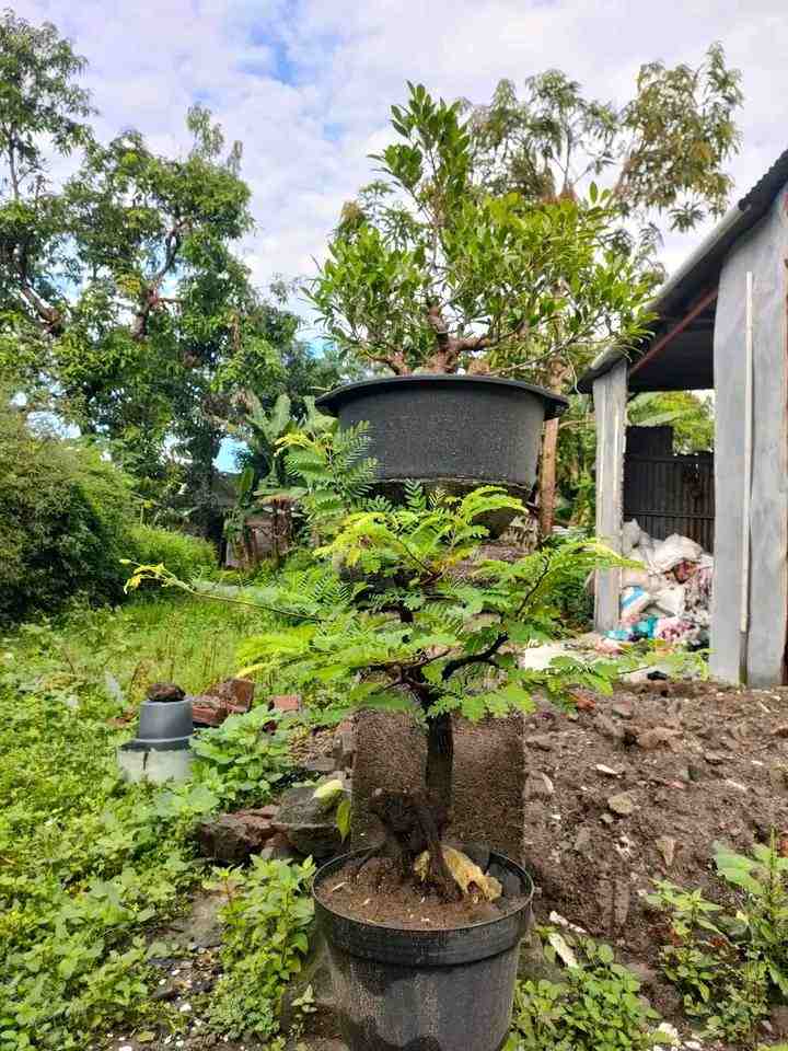 Bonsai Asoka